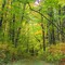 Color Rich Forest