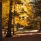 Autumn in Pinehurst