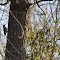 Red-Bellied Woodpecker