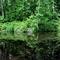 Dismal Swamp Canal Bank looking west