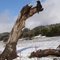 Dead Tree and Snow