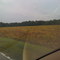 Pretty Field of Golden flowers