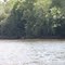 Deer along the river