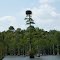 Osprey Nest