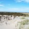 South Monomoy Beach Roses