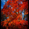 Fall in South Charleston, WV.