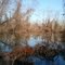 Tuscumbia River Bottom