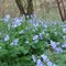 Bluebells on the Duck River