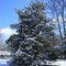 Magnolia Snow