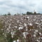 Cotton field south of Clinton, NC