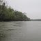 Rainy Day on the Congaree