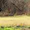 Deer - Payne County, Oklahoma
