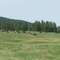 Custer State Park Buffalos 01