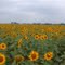 Sunflowers Castroville, Texas