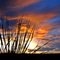 Yucca and sunset