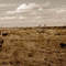 Burros and yuccas at Ned Houk Park