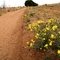 Flowers along trail at Ned Houk Park