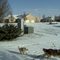 My dogs love snow PC3 rules