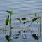 Conway Lake Foliage