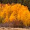 Kings Canyon Fall Colors