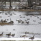 geese