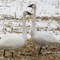 swans