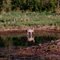 Deer north of Fertile MN