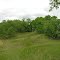 Sand Hills reclaimed by prairie grasses.