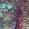 Country Tree