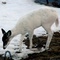 Tipper, the almost white deer