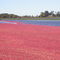 Cranberry Harvest