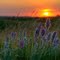Wildflowers (Purple Locoweed) on the coulee hills