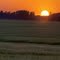 Sunset over wheat field