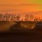 Seeding soybeans @ sundown #2