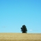 Tree Over Wheatfield