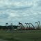 Loaders at Sauk Centre