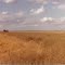 Harvesting Crops Near the Airport. You'll Never See This Again.