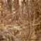 Great Horned Owl