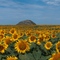 Sunflower Mound