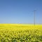 Mustard field in North Dakota