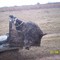 waller wild hog