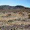 Mojave Desert Landscape, California