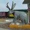Jackalope