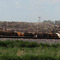 Cattle Panorama #2