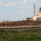 Cattle Panorama