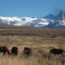 Teton Horses
