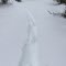 Following a Moose Trail