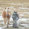 horse and donkey