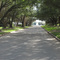 New Territory shade trees