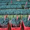 Newly grafted vines ready for the nursery